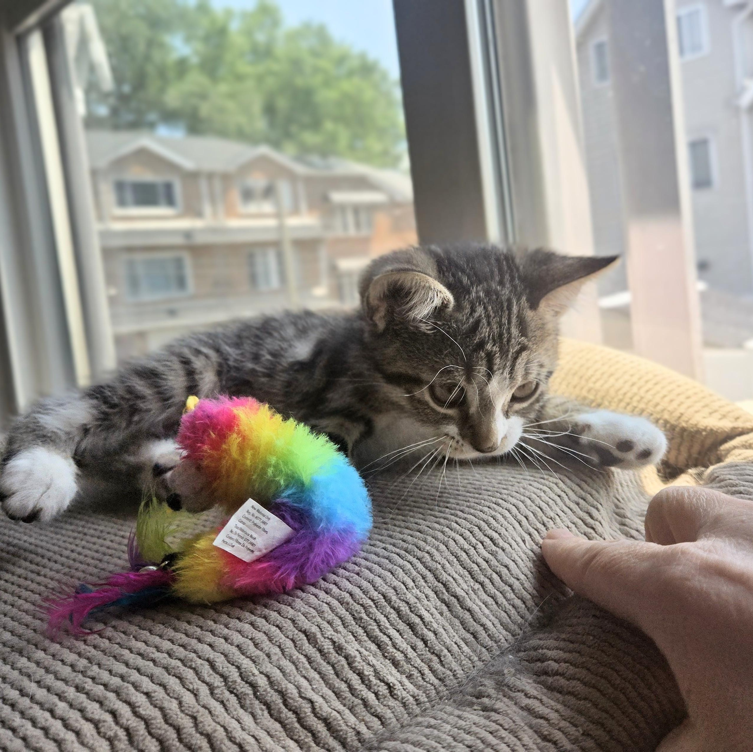 Enlarge Tipsy, an adopted American Shorthair in Staten Island, NY image 2/6