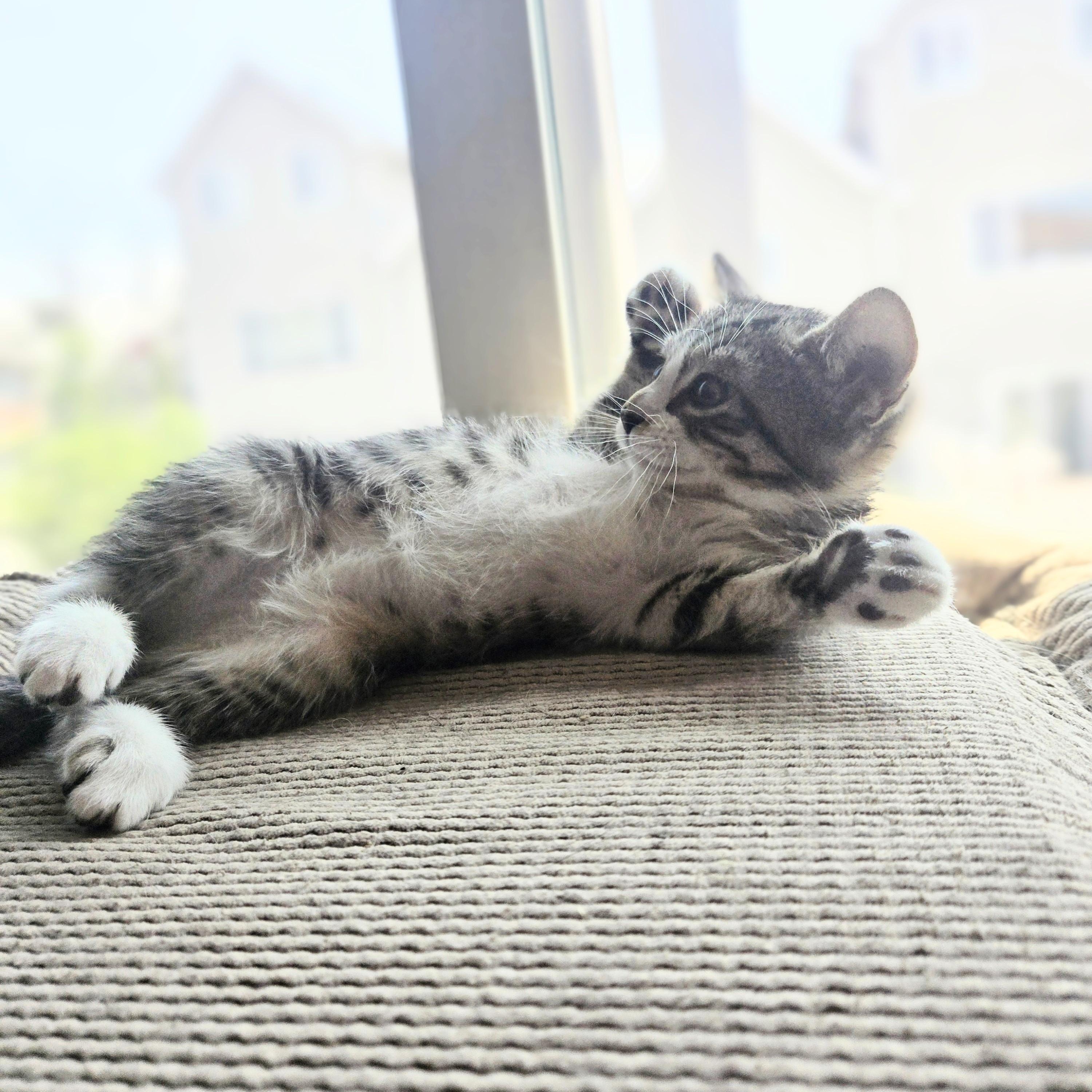 Enlarge Tipsy, an adopted American Shorthair in Staten Island, NY image 4/6
