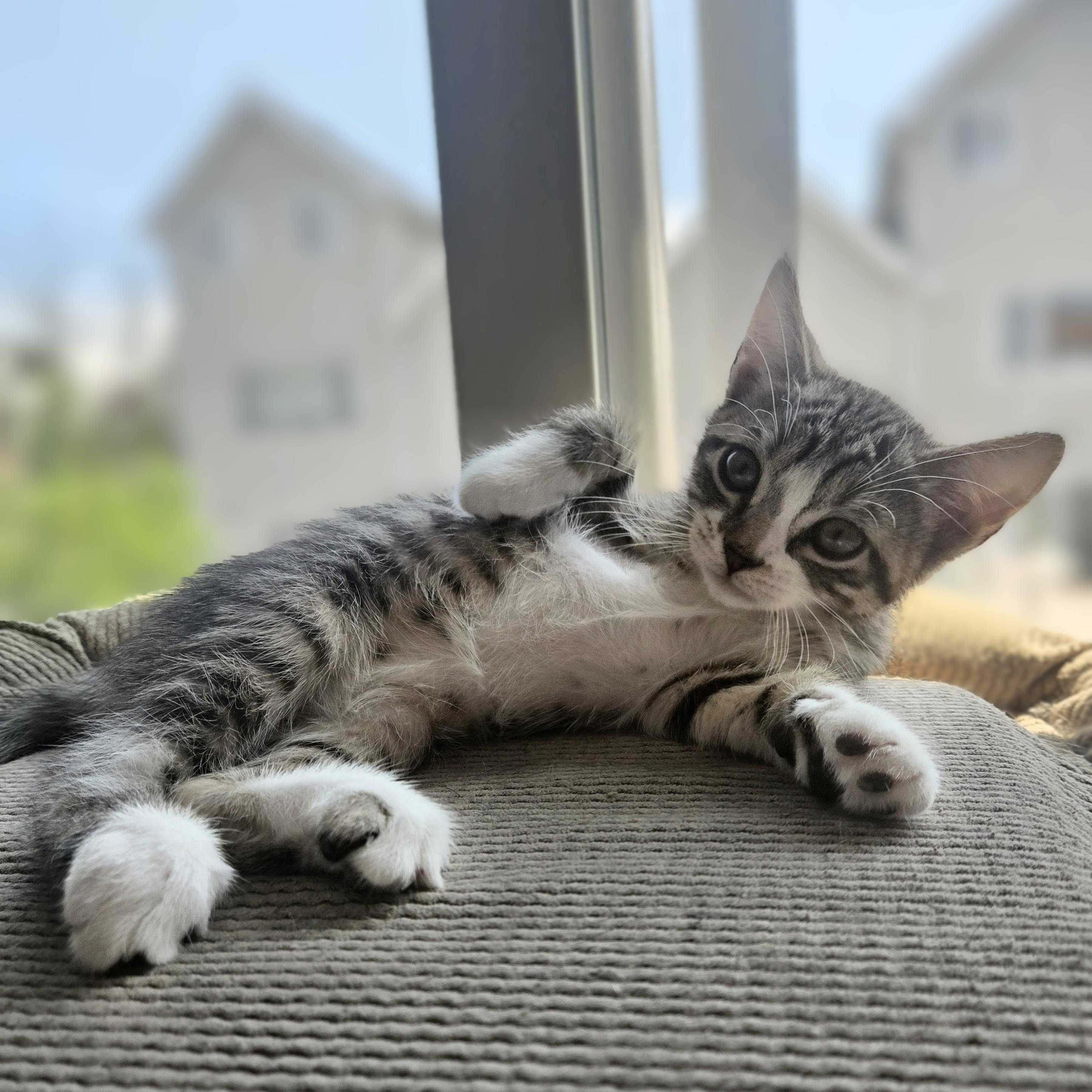 Enlarge Tipsy, an adopted American Shorthair in Staten Island, NY image 5/6