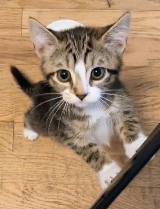 Enlarge Tipsy, an adopted American Shorthair in Staten Island, NY image 6/6