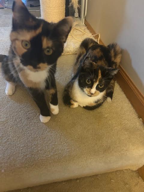 Cupcake Kisses & Muffin Cup ⭐️, Adoptable, Young Female Calico & Domestic Short Hair.