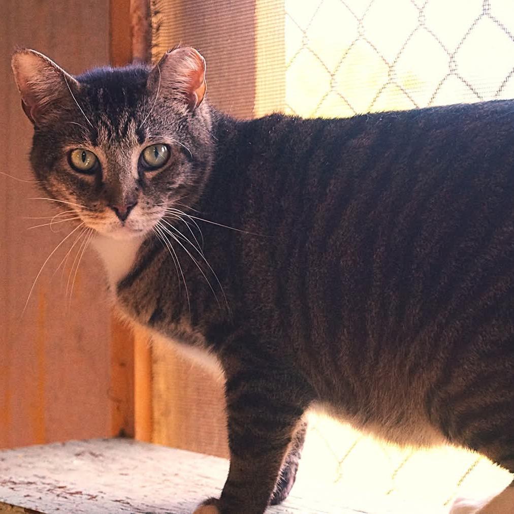 Stout, Adoptable, Adult Male Domestic Short Hair.