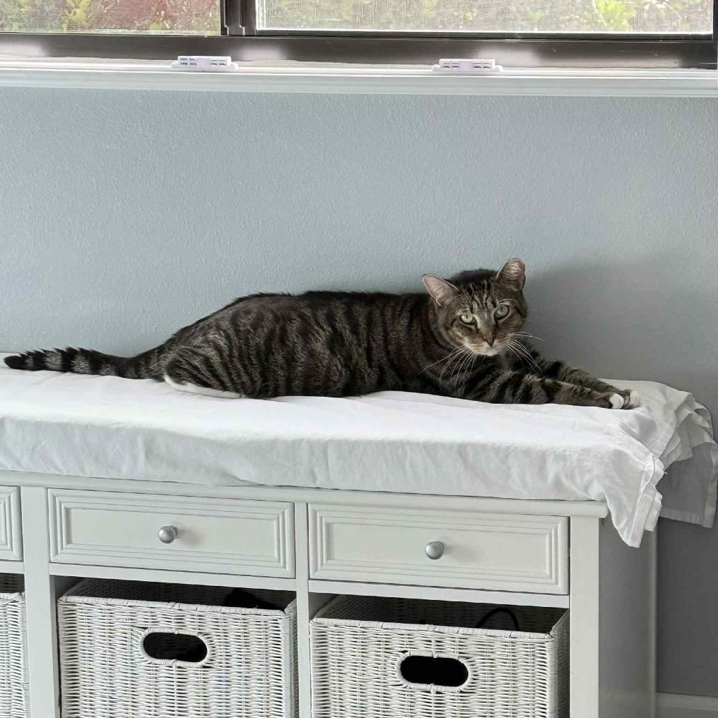 Enlarge Stout, a Adoptable Domestic Short Hair in Titusville, FL image 2/3