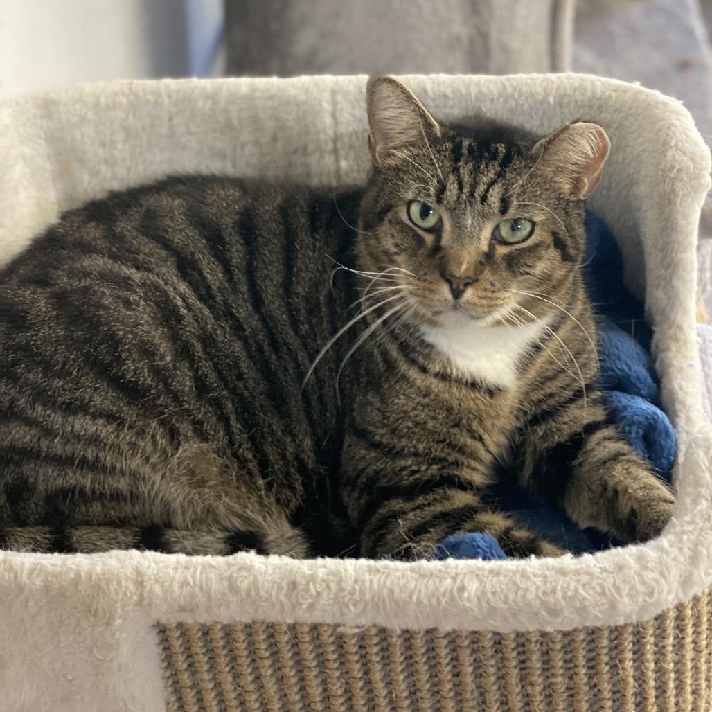 Enlarge Stout, a Adoptable Domestic Short Hair in Titusville, FL image 3/3