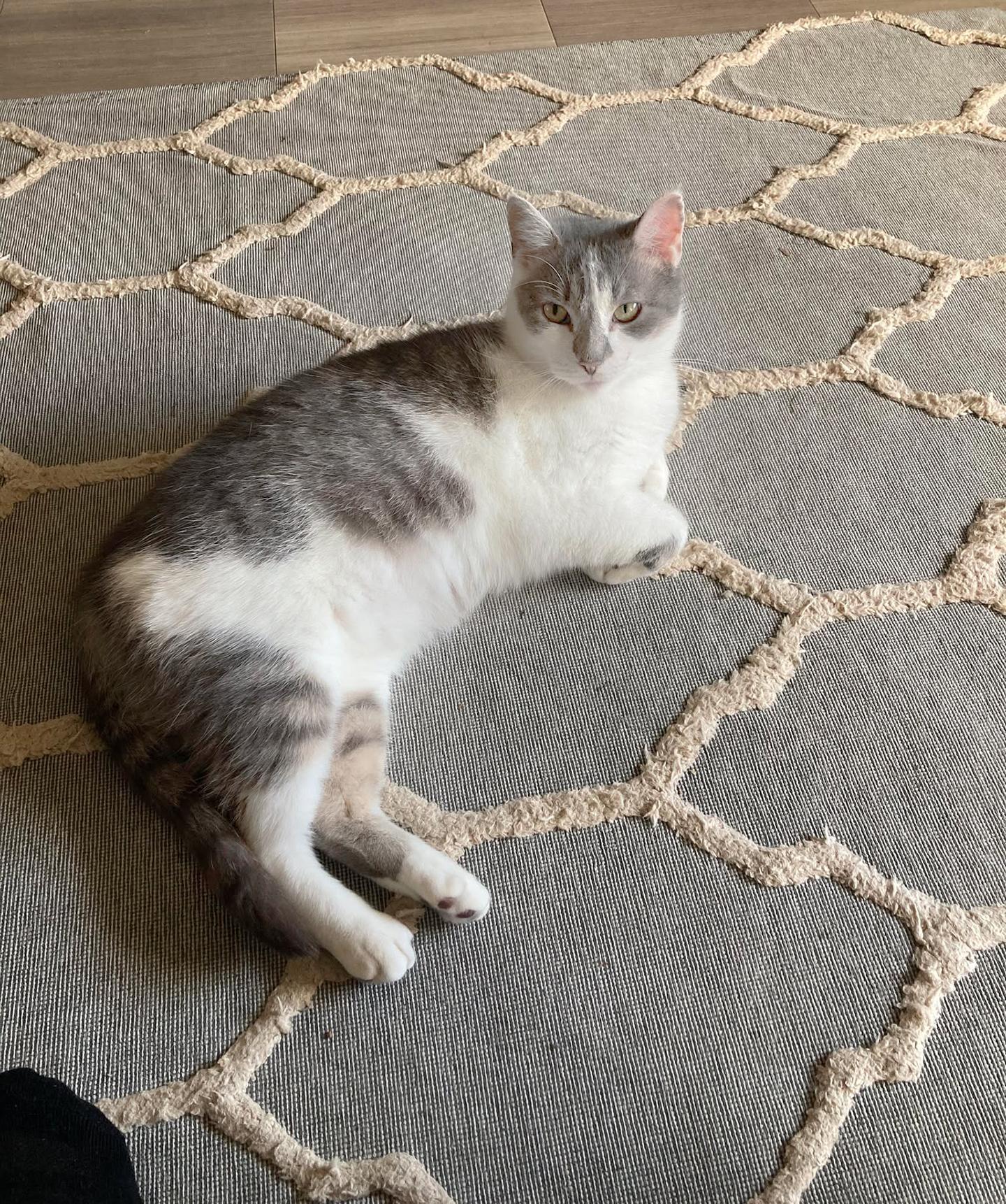 Enlarge Vivian Viola (FeLV+), a Adoptable Domestic Short Hair in Philadelphia, PA image 5/5