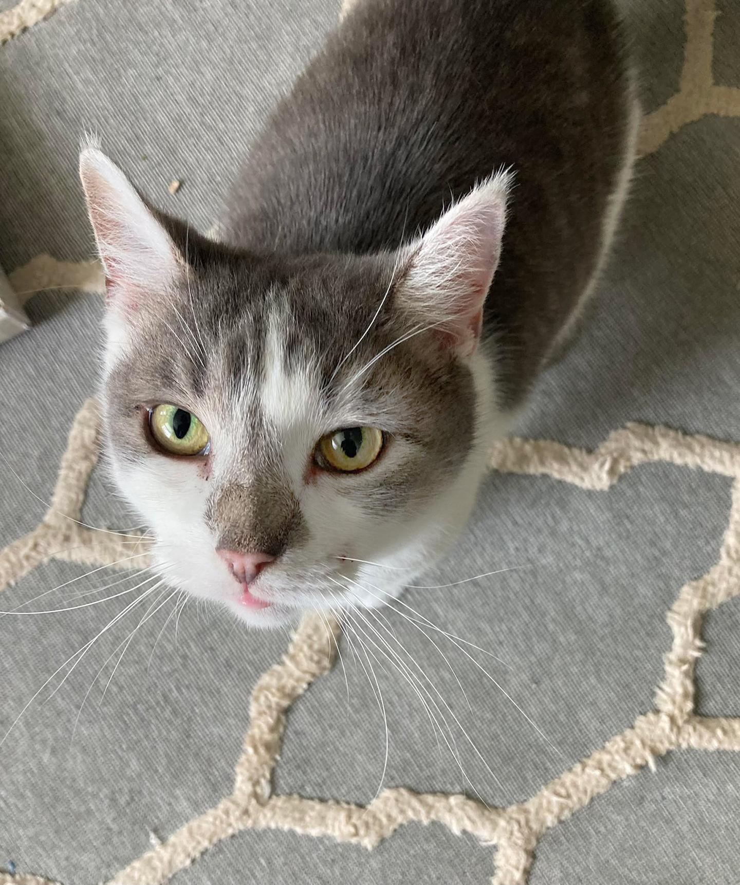 Vivian Viola (FeLV+), Adoptable, Senior Female Domestic Short Hair.