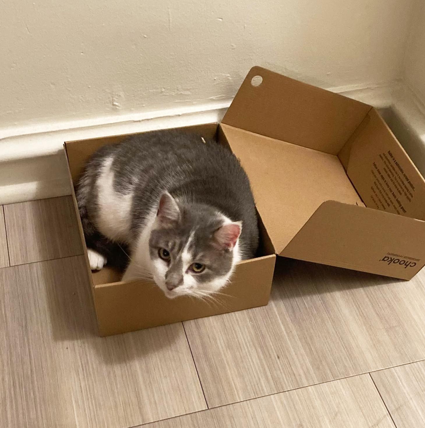 Enlarge Vivian Viola (FeLV+), a Adoptable Domestic Short Hair in Philadelphia, PA image 2/5