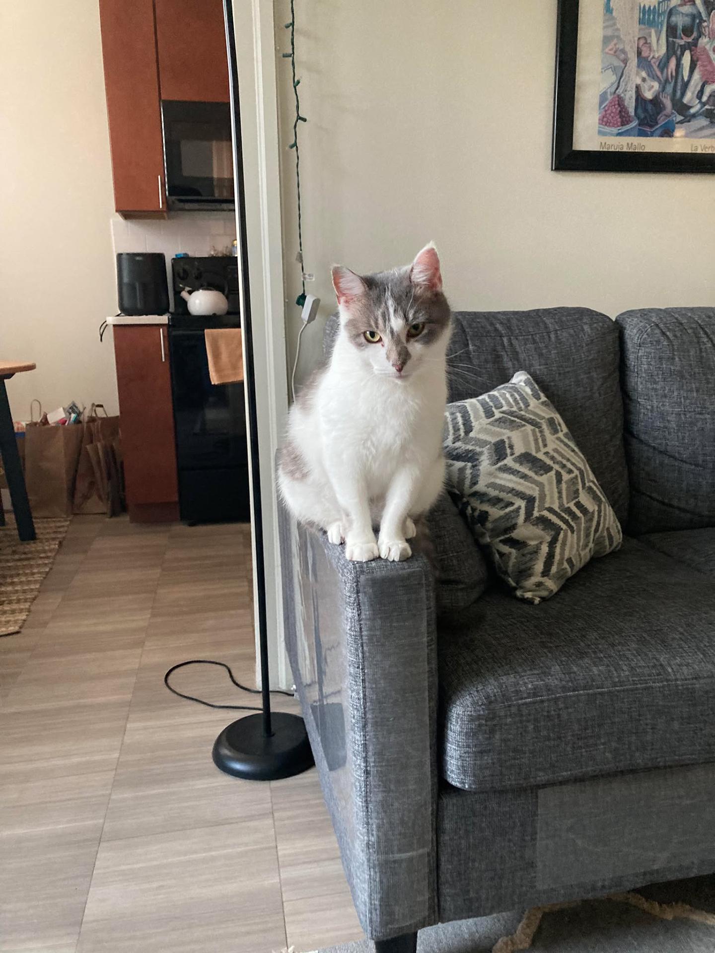 Enlarge Vivian Viola (FeLV+), a Adoptable Domestic Short Hair in Philadelphia, PA image 3/5