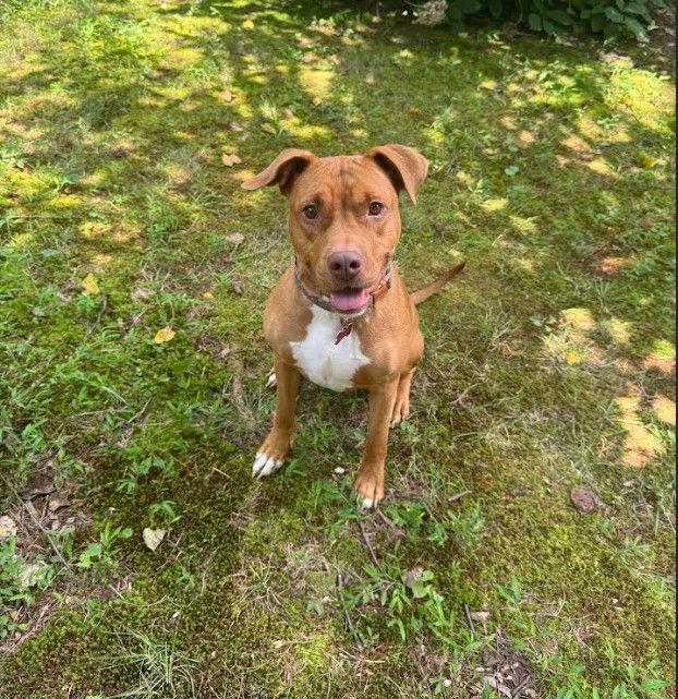 Enlarge Juicy, a Adoptable Terrier in Herndon, VA image 1/3