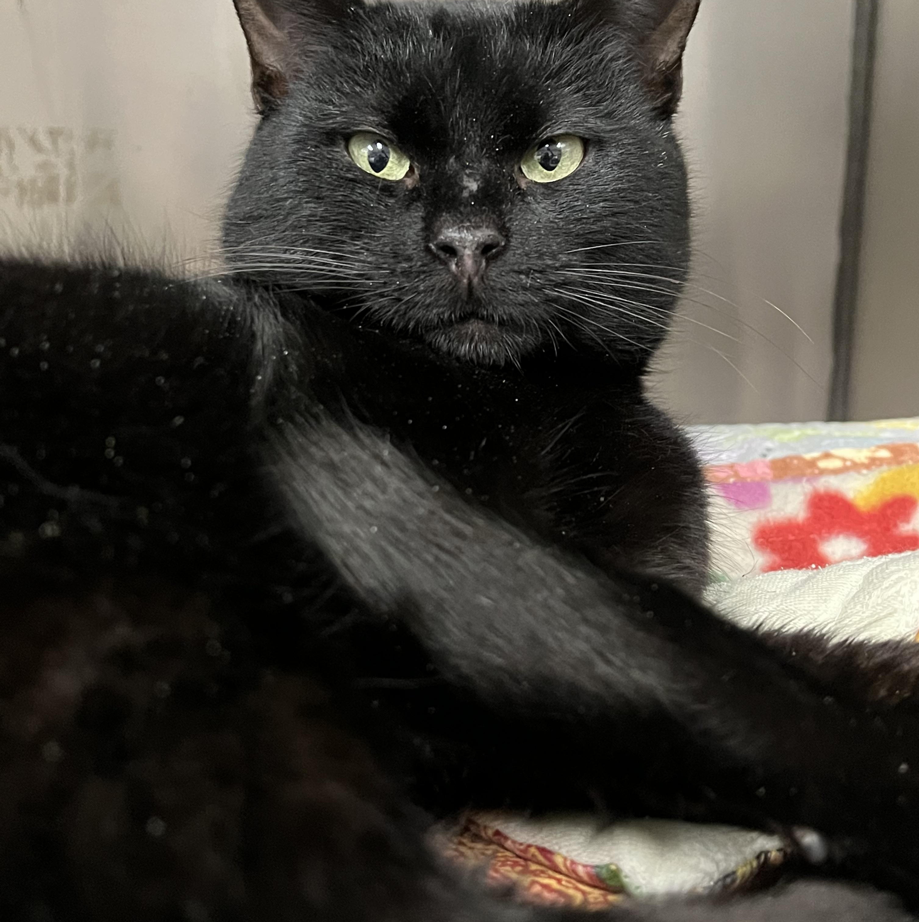 Enlarge Stallone, an adoptable Domestic Short Hair in Johnston, RI image 4/6
