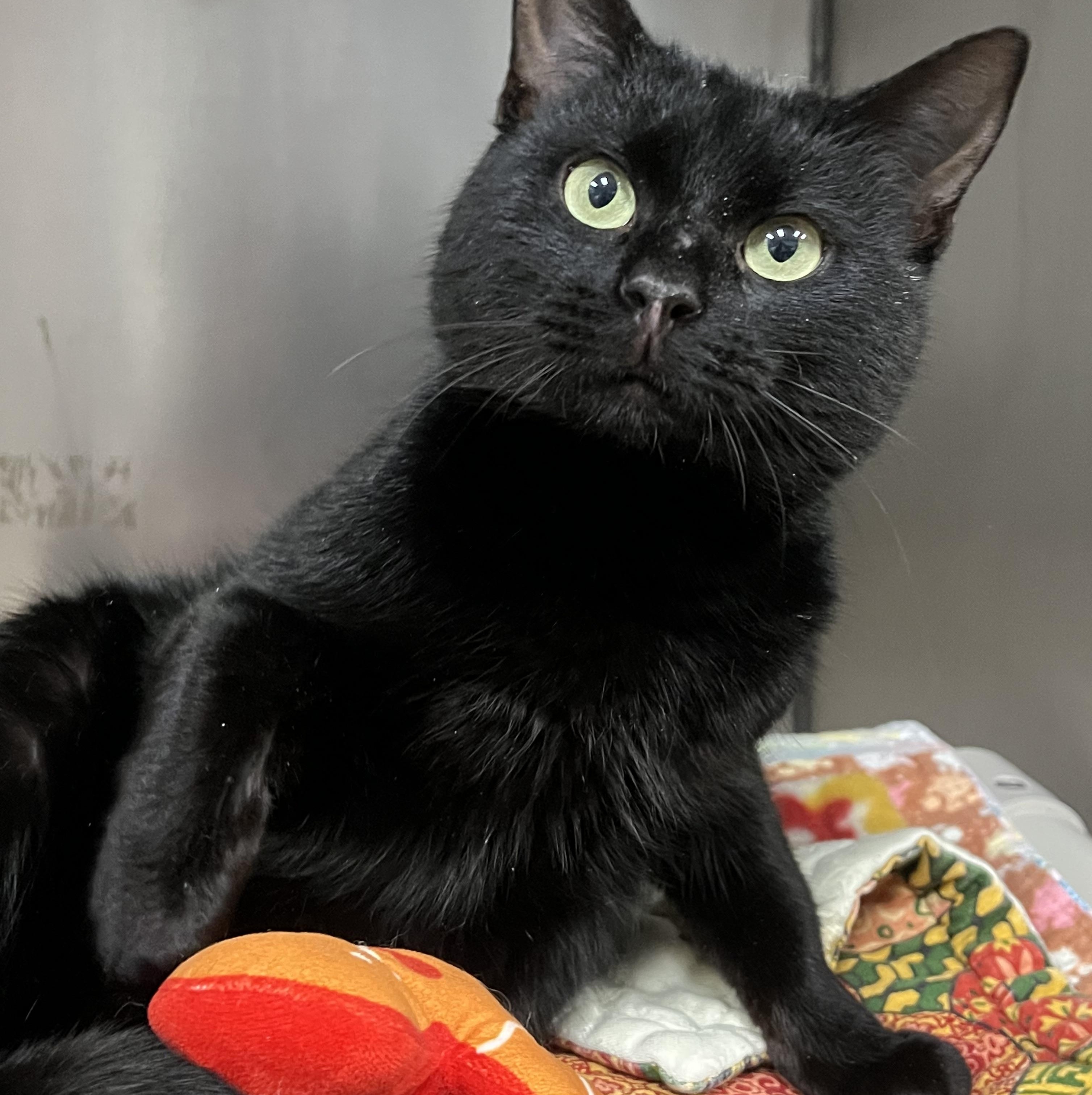 Enlarge Stallone, an adoptable Domestic Short Hair in Johnston, RI image 2/6