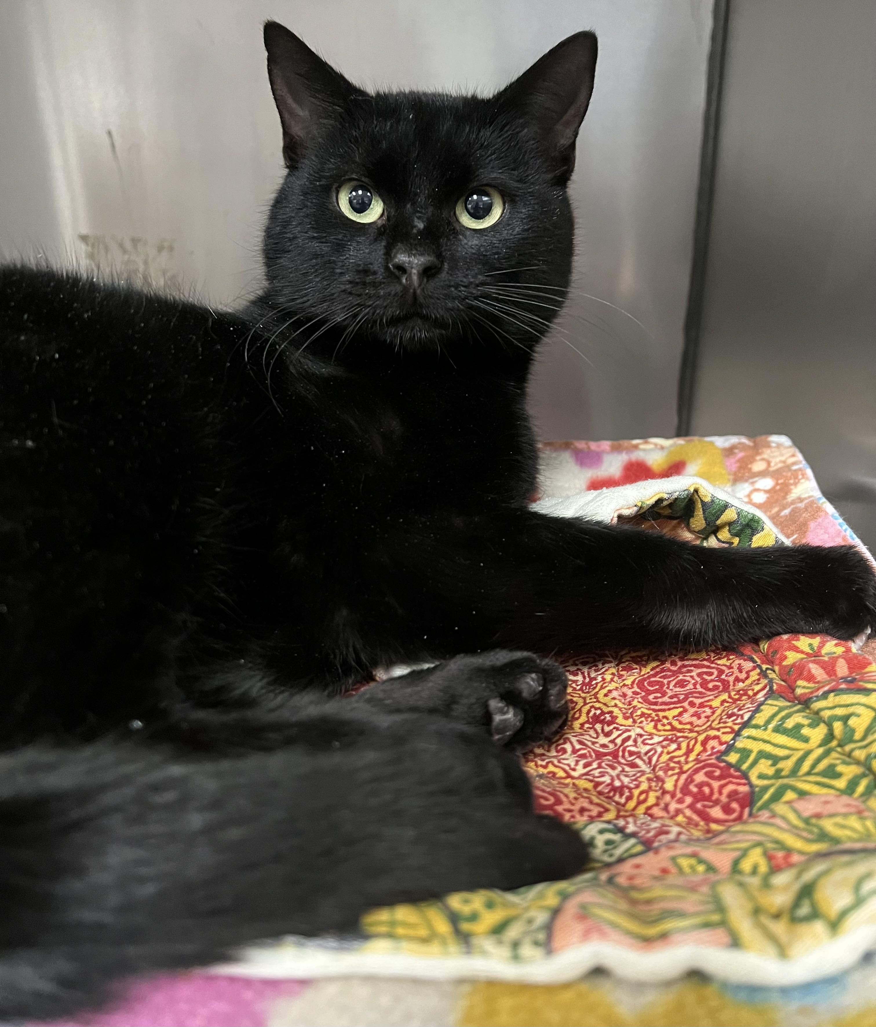 Enlarge Stallone, an adoptable Domestic Short Hair in Johnston, RI image 5/6