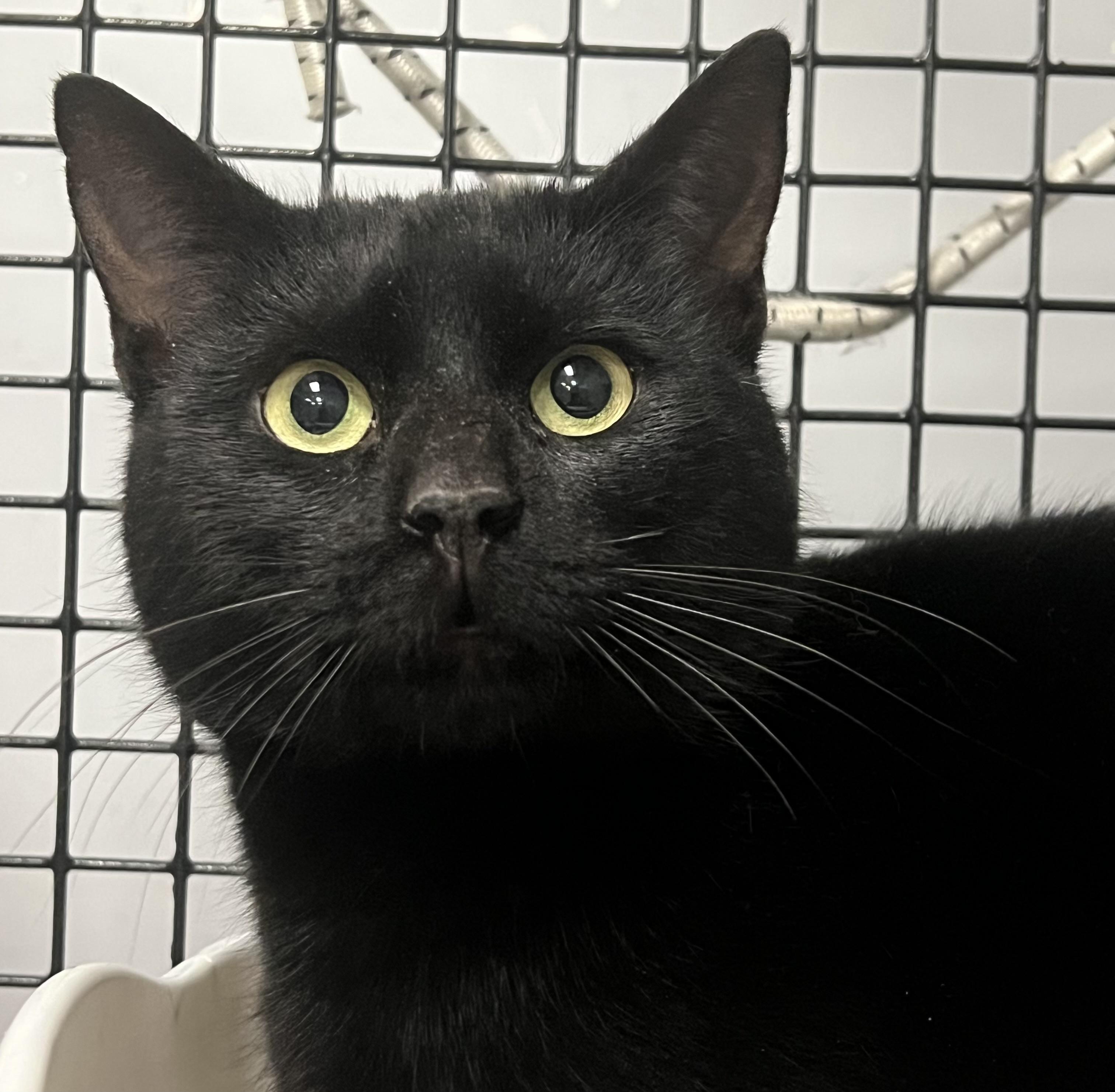 Enlarge Stallone, an adoptable Domestic Short Hair in Johnston, RI image 6/6