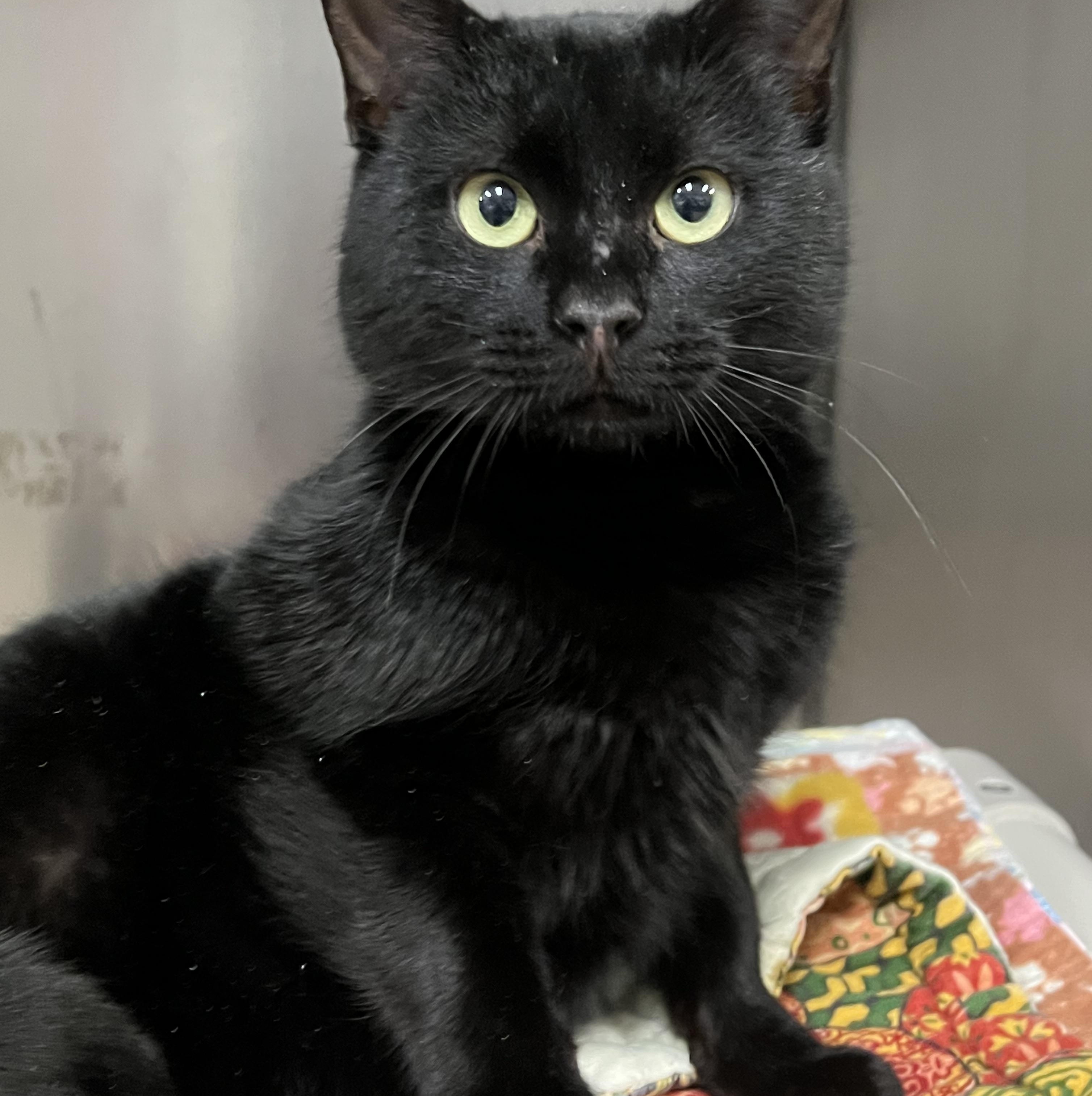 Enlarge Stallone, an adoptable Domestic Short Hair in Johnston, RI image 3/6