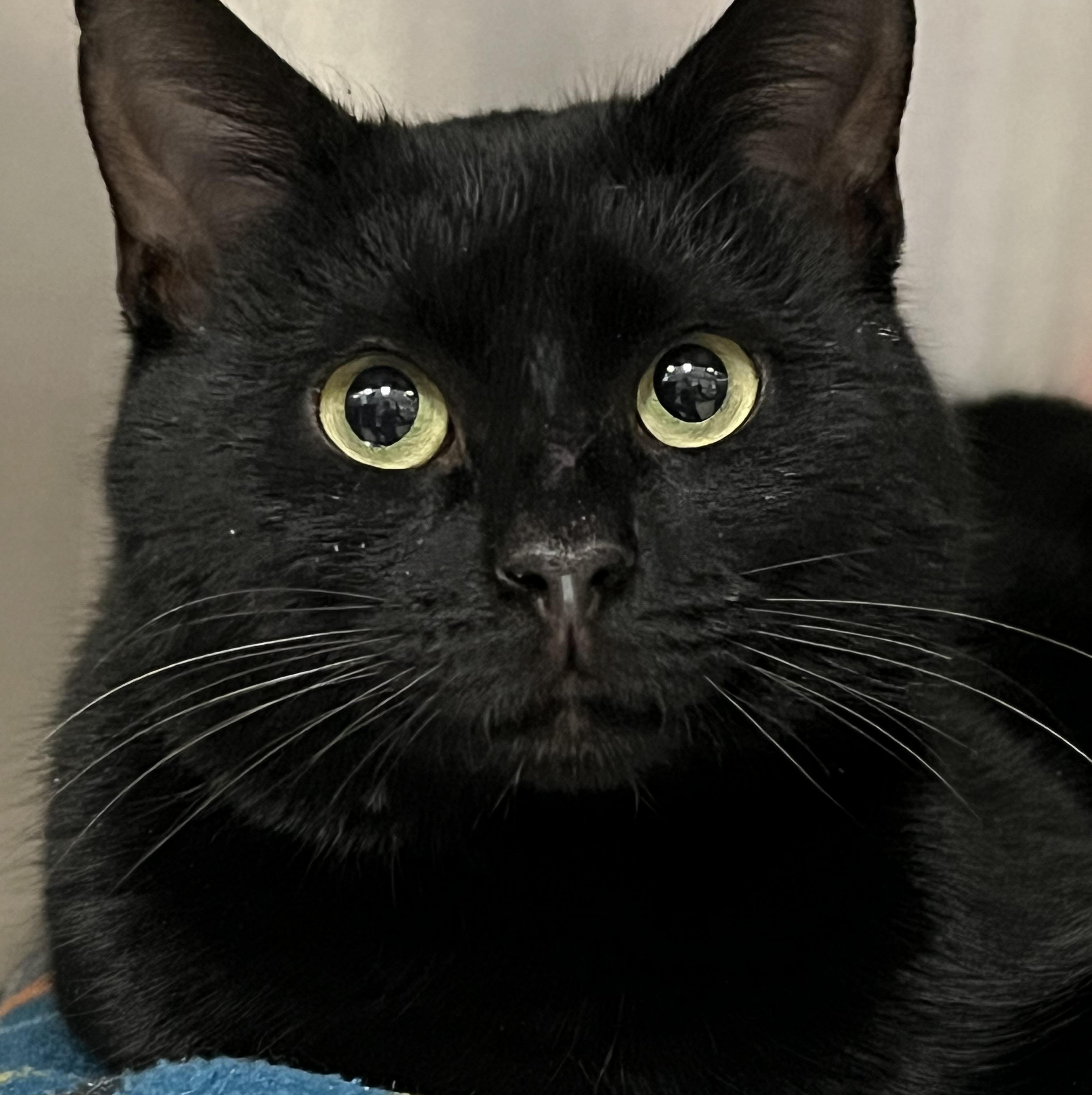 Enlarge Stallone, an adoptable Domestic Short Hair in Johnston, RI image 1/6