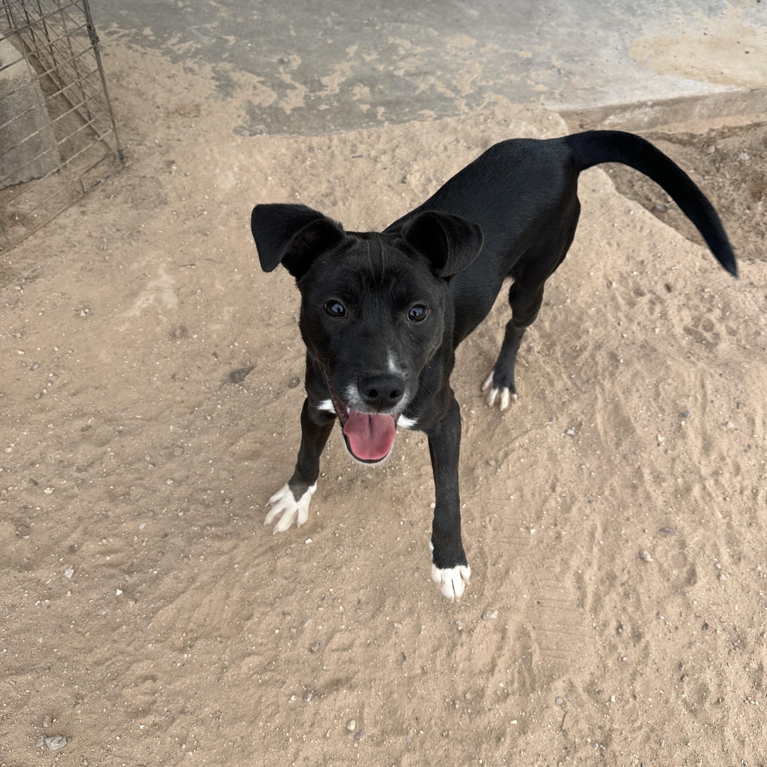 Diovan, a Adoptable mixed breed in Tucson, AZ image 4/4