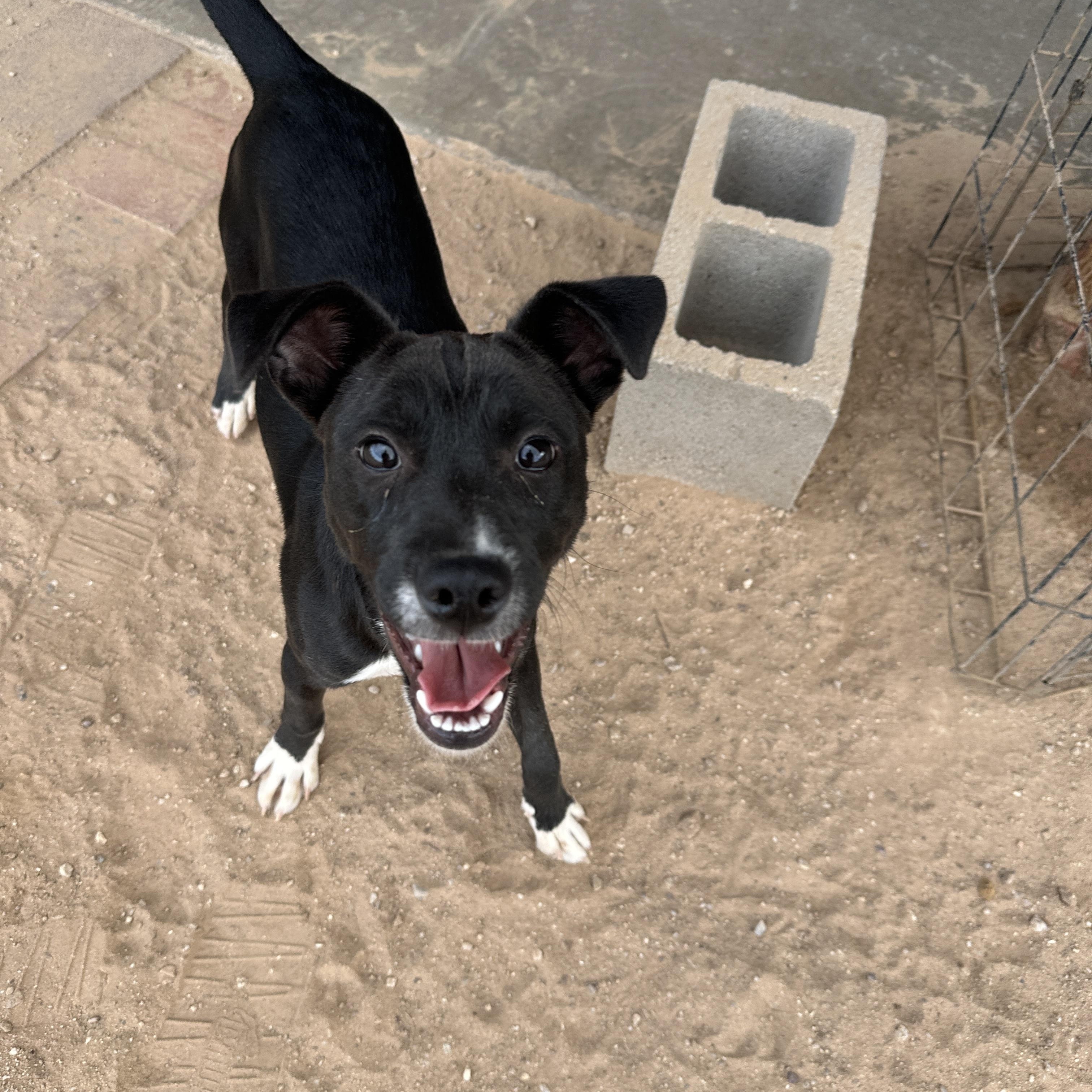Diovan, Young Male Basenji