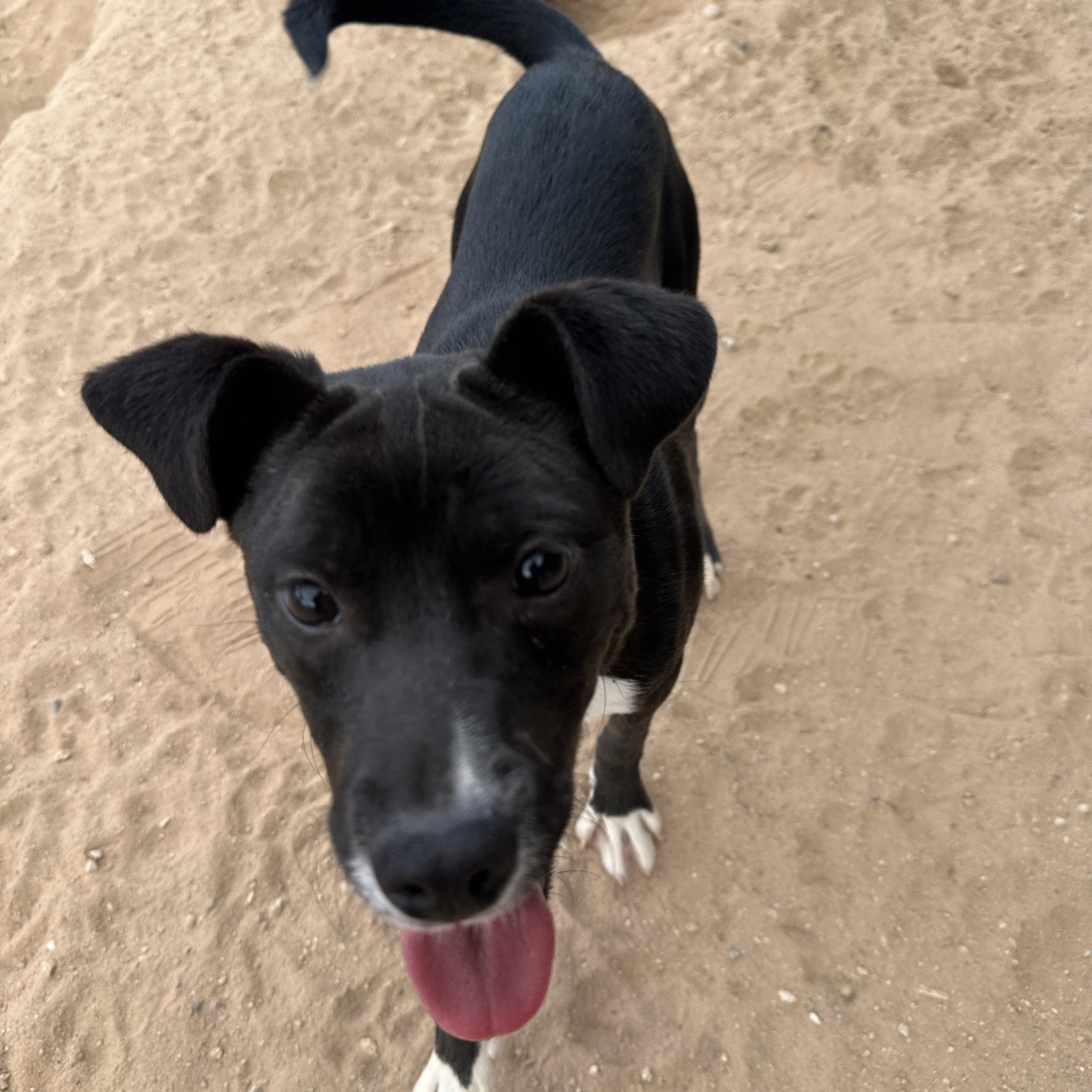 Diovan, a Adoptable mixed breed in Tucson, AZ image 3/4