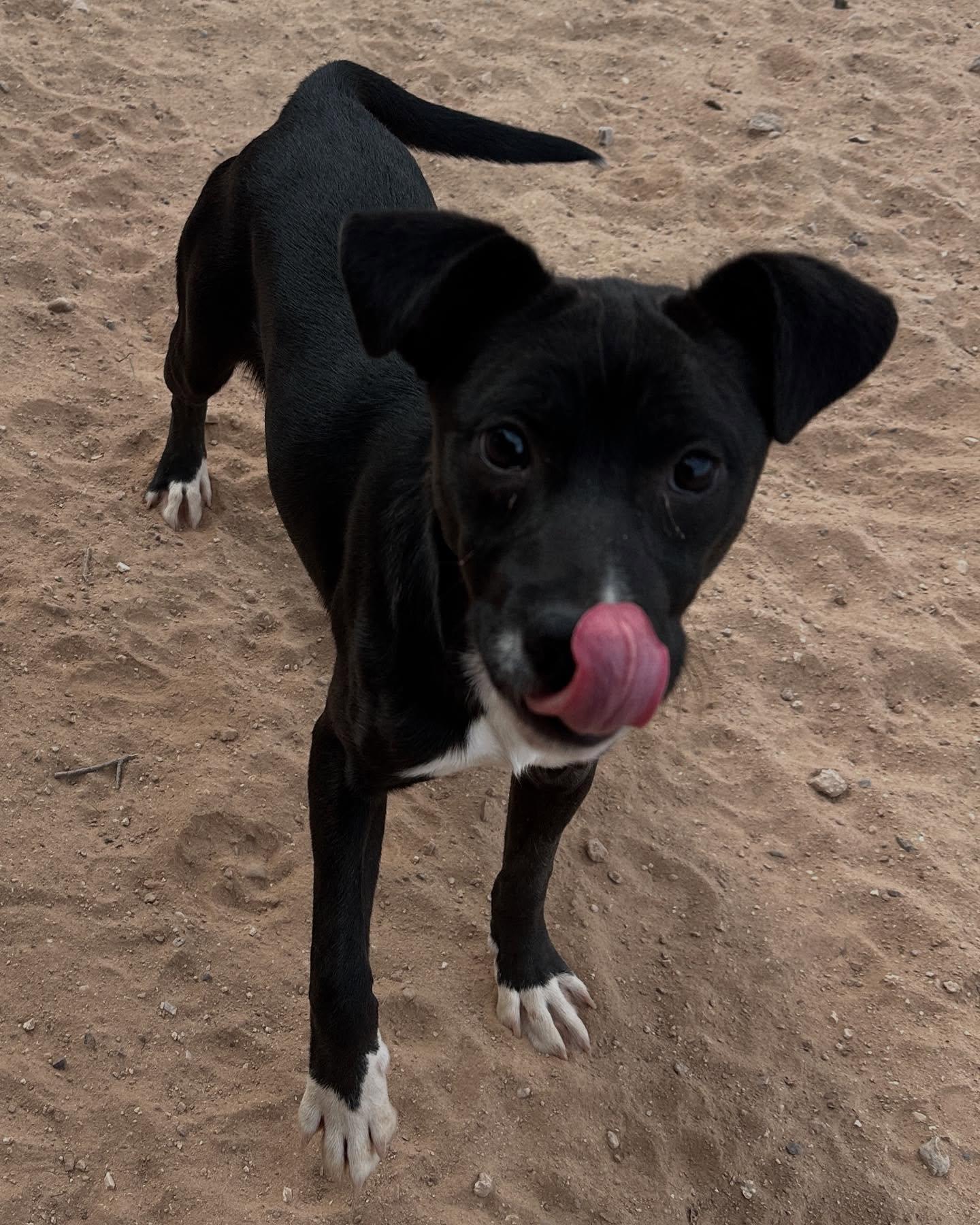 Diovan, a Adoptable mixed breed in Tucson, AZ image 2/4