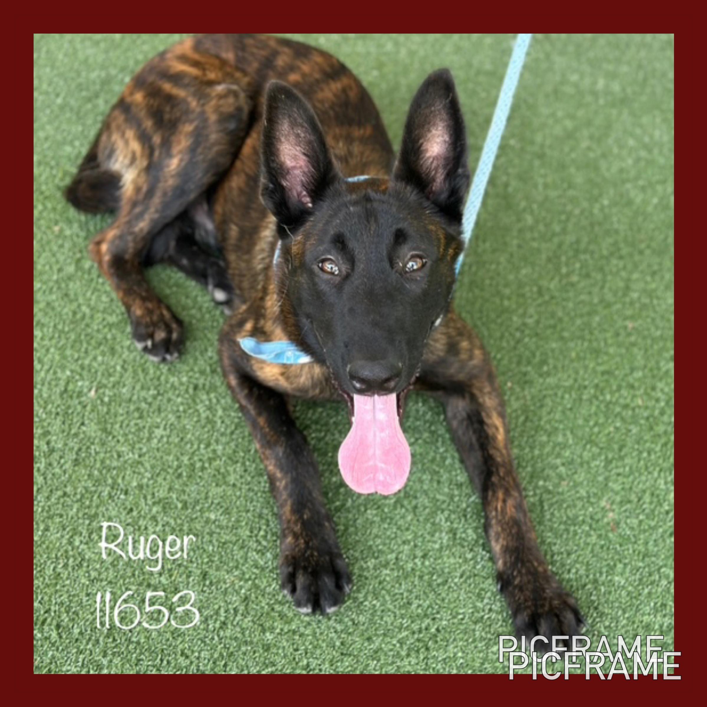 RUGER Dutch Shepherd Dog