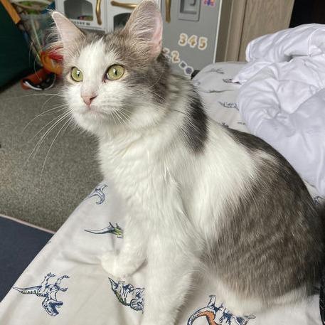 Enlarge Tinkerbell, a Adoptable Domestic Long Hair in Norman, OK image 1/1