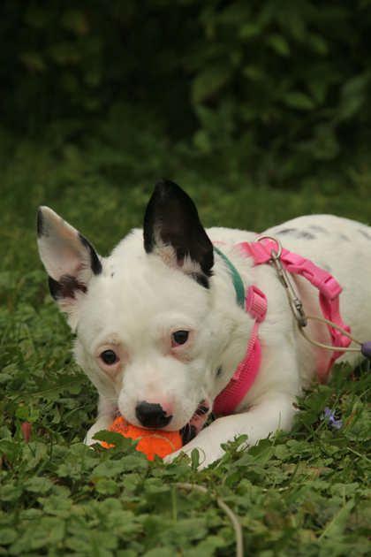 Enlarge China, a Adoptable mixed breed in Appleton, WI image 2/4