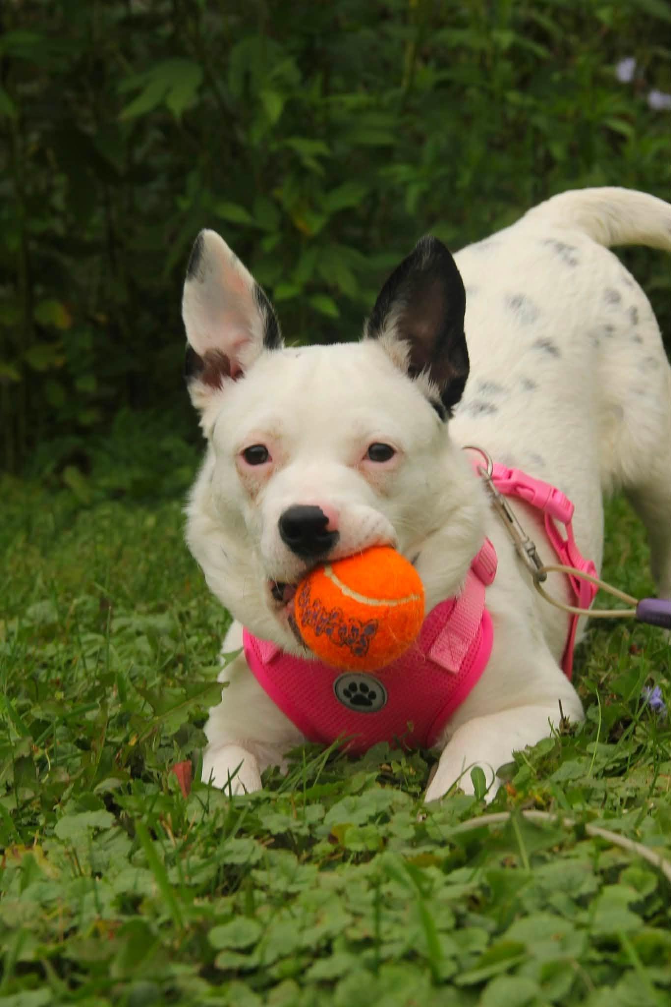 Enlarge China, a Adoptable mixed breed in Appleton, WI image 4/4