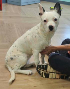 Enlarge China, a Adoptable mixed breed in Appleton, WI image 1/4
