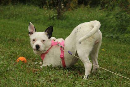 Enlarge China, a Adoptable mixed breed in Appleton, WI image 3/4