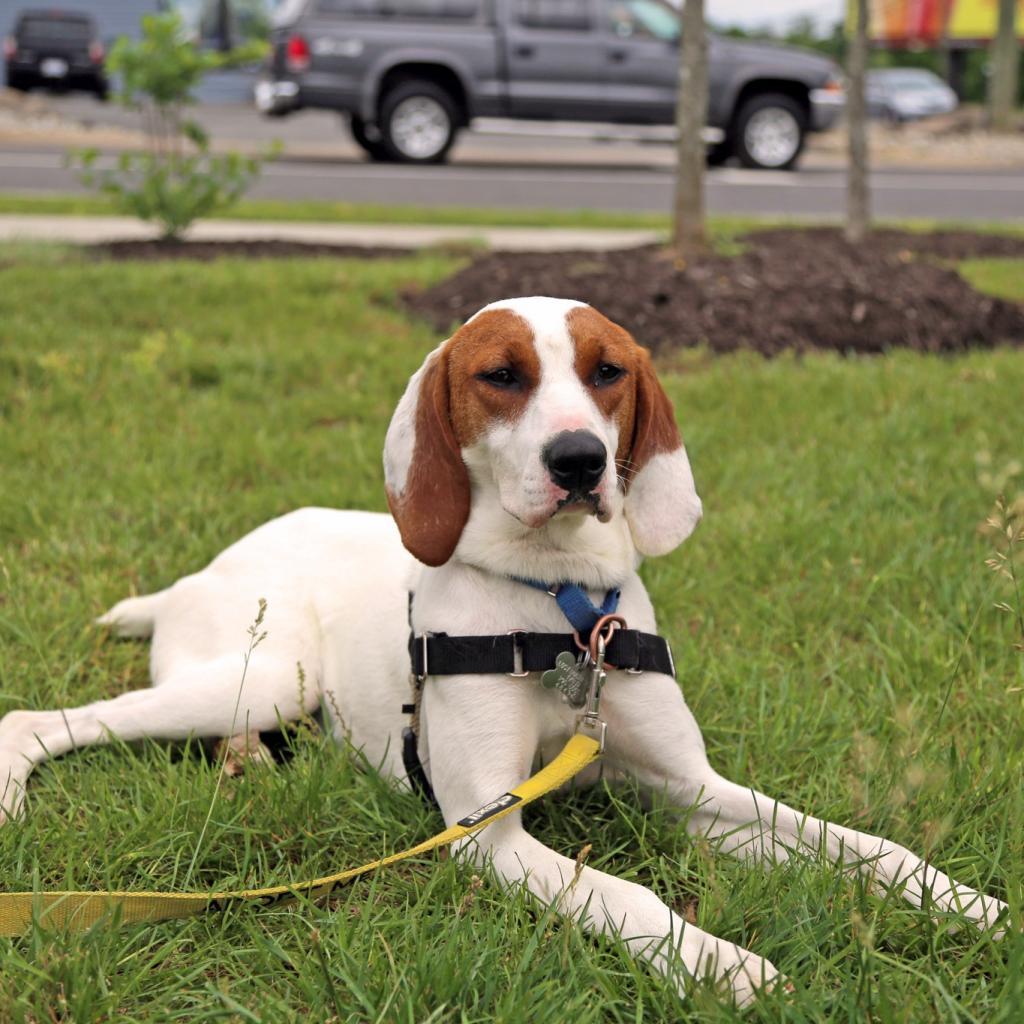 Lemon FKA Tater Tot, a Adoptable mixed breed in Falls Church, VA image 1/6