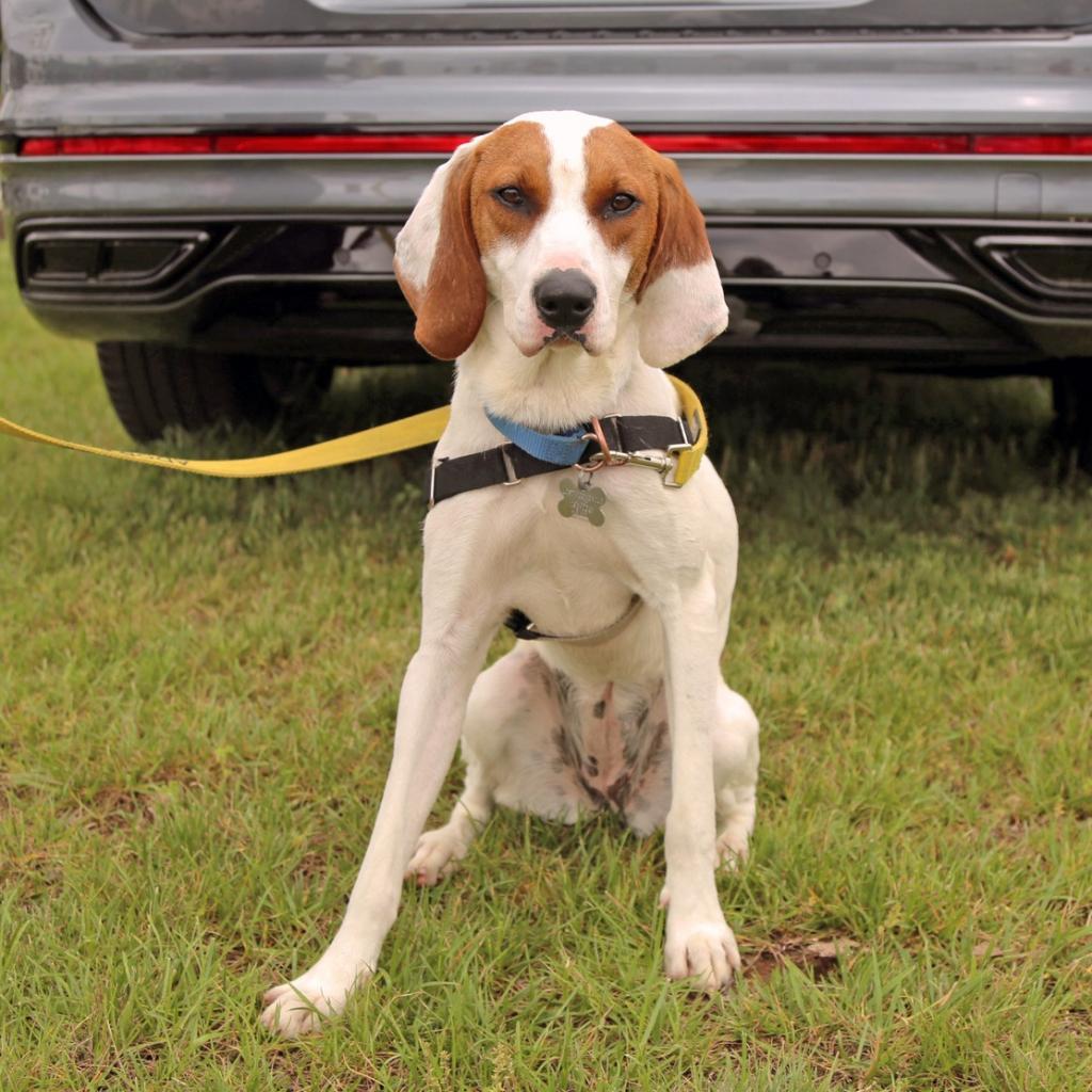 Lemon FKA Tater Tot, a Adoptable mixed breed in Falls Church, VA image 2/6