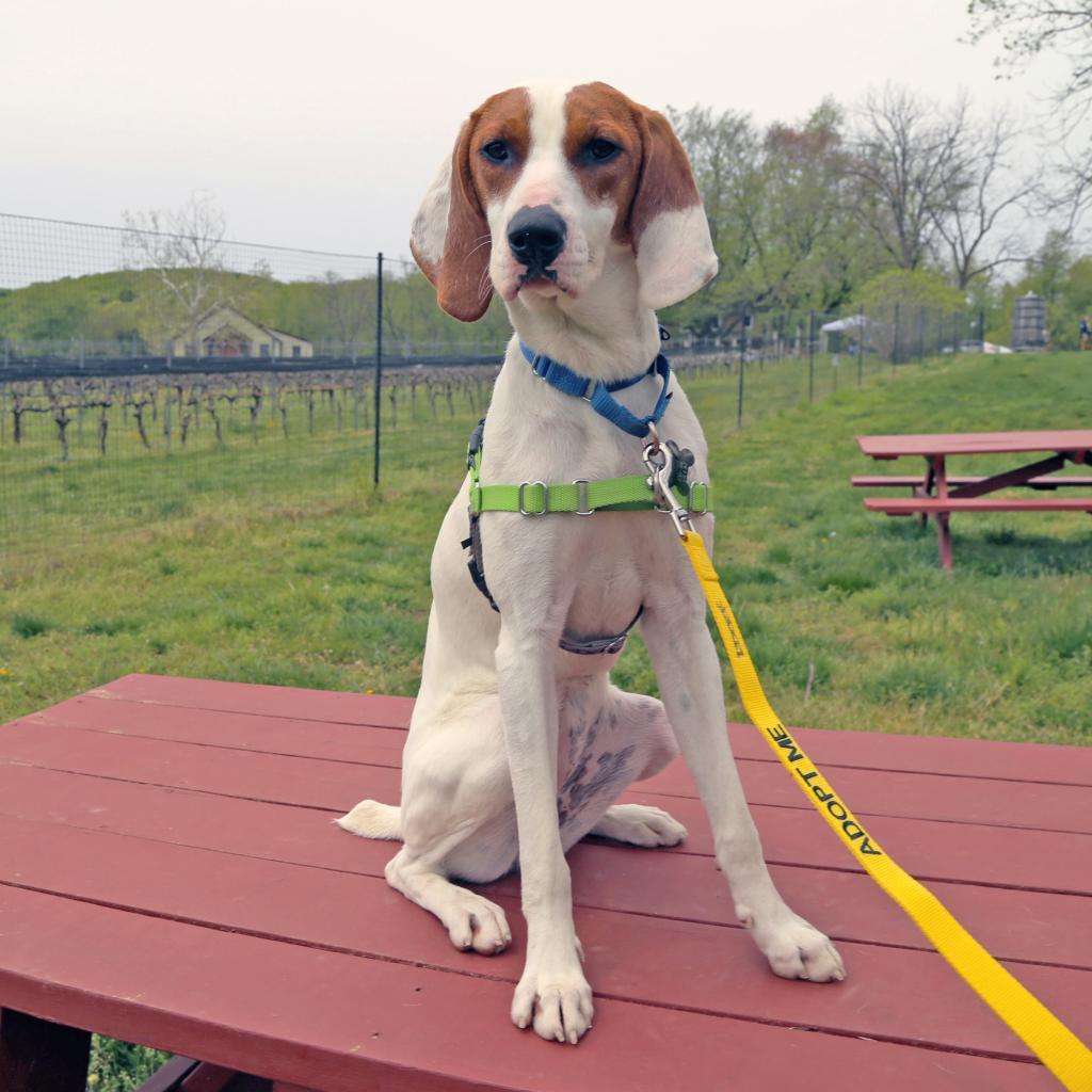 Lemon FKA Tater Tot, a Adoptable mixed breed in Falls Church, VA image 3/6