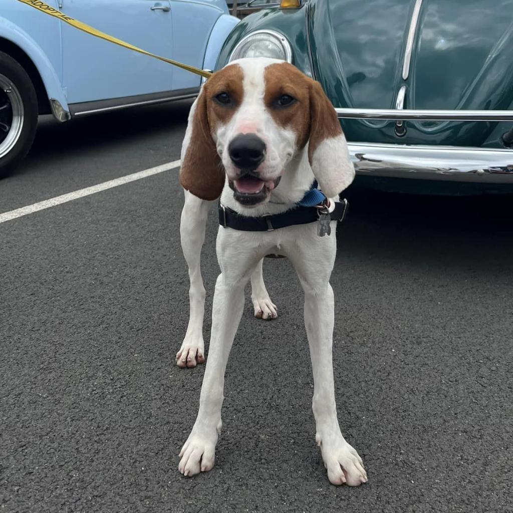 Lemon FKA Tater Tot, a Adoptable mixed breed in Falls Church, VA image 4/6