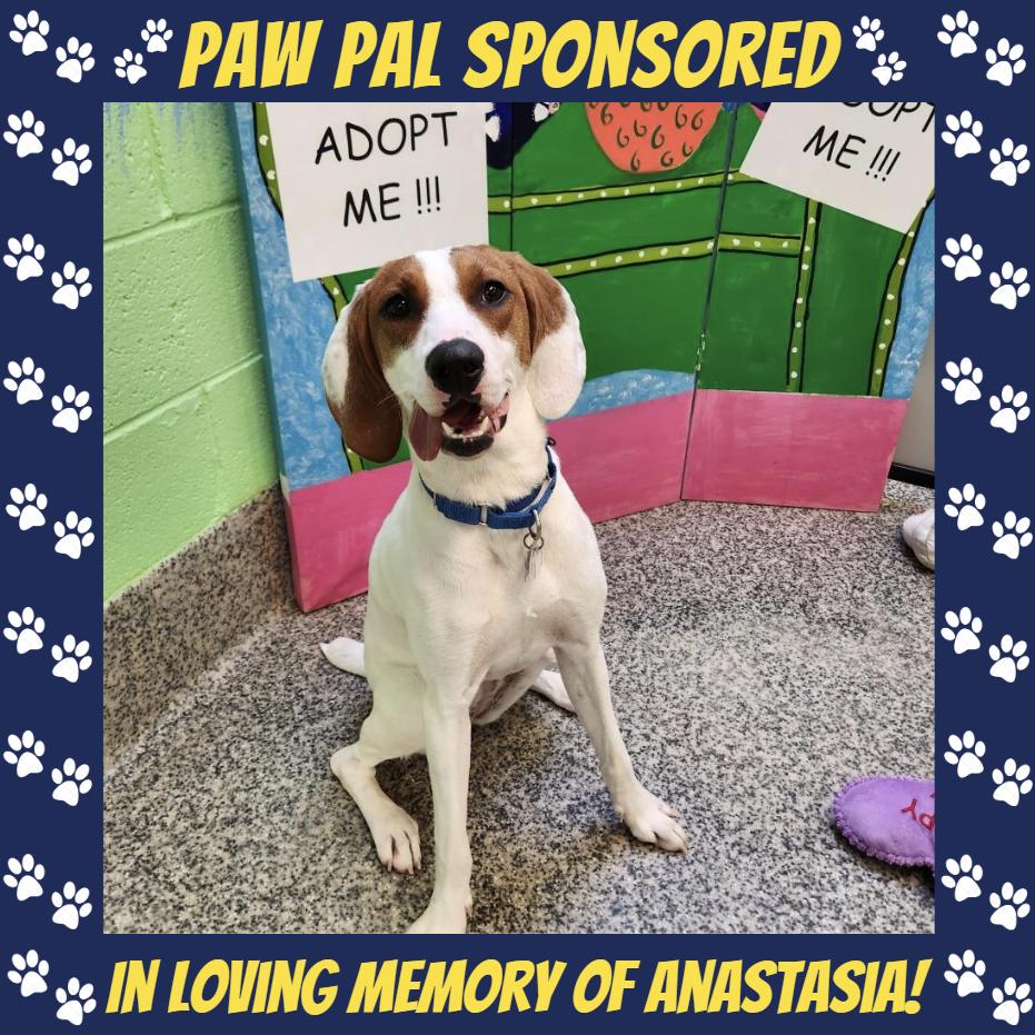 Lemon FKA Tater Tot, a Adoptable mixed breed in Falls Church, VA image 5/6