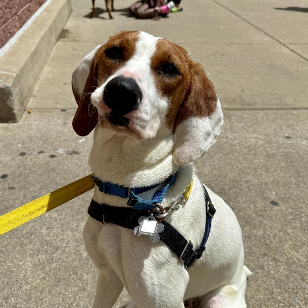 Lemon FKA Tater Tot, a Adoptable mixed breed in Falls Church, VA image 6/6