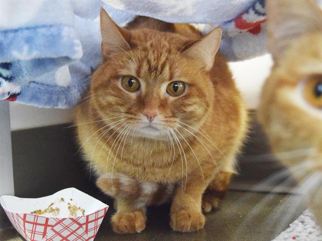 Enlarge SKITTLES, a Adoptable Domestic Short Hair in Sacramento, CA image 1/1