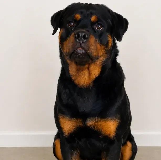 Hendrix Jr., ADOPTABLE, Young Male Rottweiler.