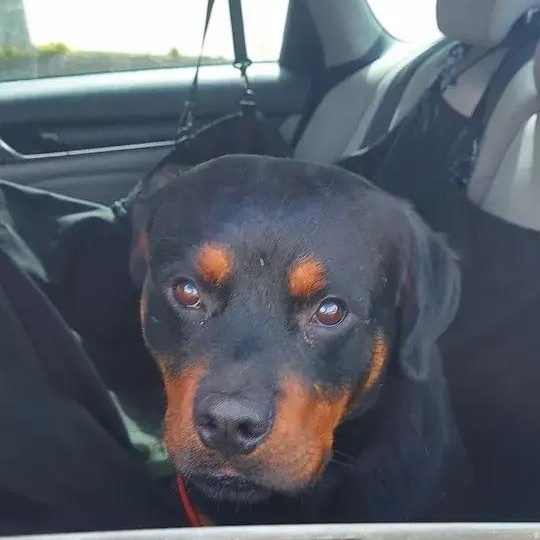 Hendrix Jr., a ADOPTABLE Rottweiler in Polk, OH image 2/5