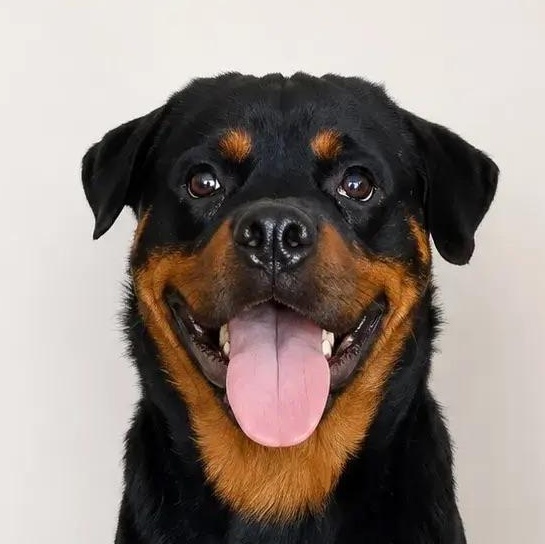 Hendrix Jr., a ADOPTABLE Rottweiler in Polk, OH image 5/5