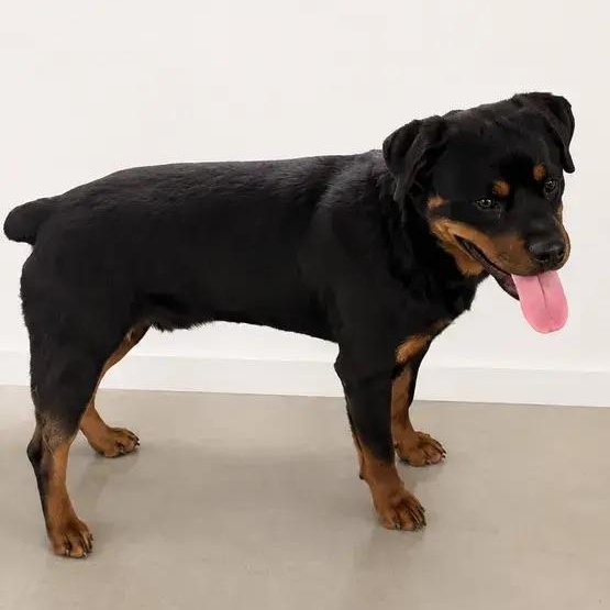 Hendrix Jr., a ADOPTABLE Rottweiler in Polk, OH image 4/5