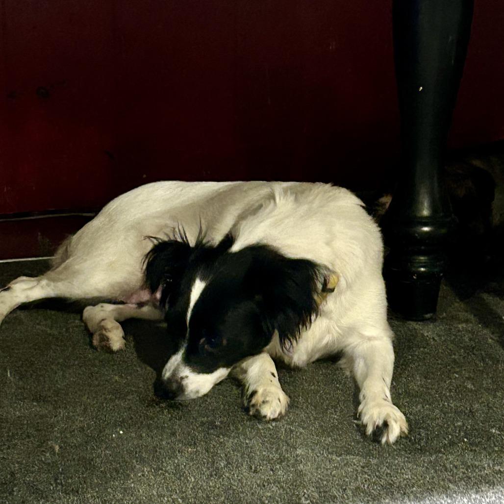 D26-049 Dory, Adoptable, Young Female Mixed Breed.
