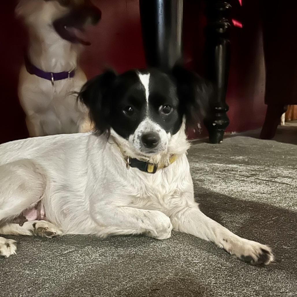 D26-049 Dory, a Adoptable Mixed Breed in Franklin, PA image 2/2