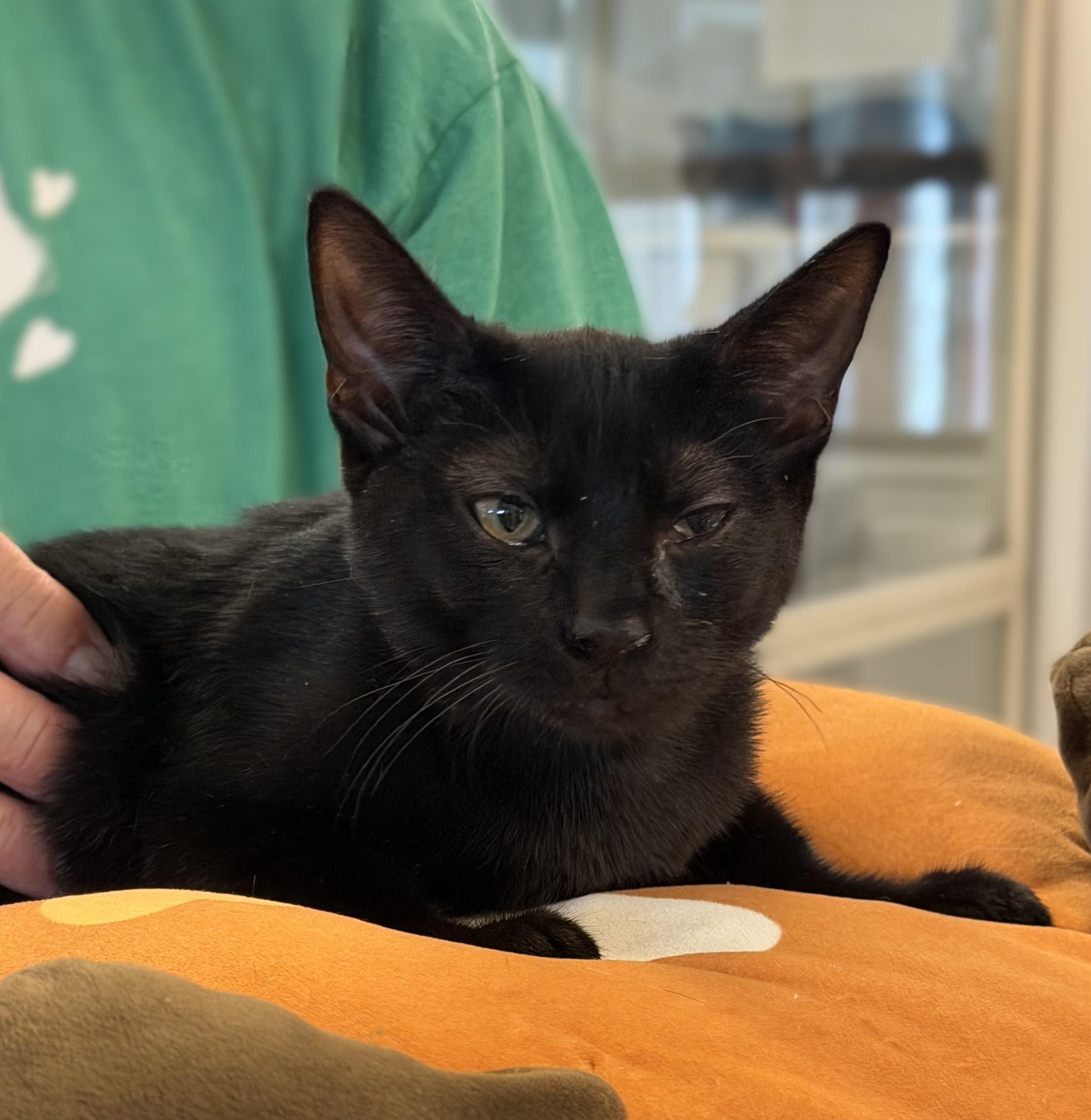 Valerie, ADOPTABLE, Kitten Female Domestic Short Hair.