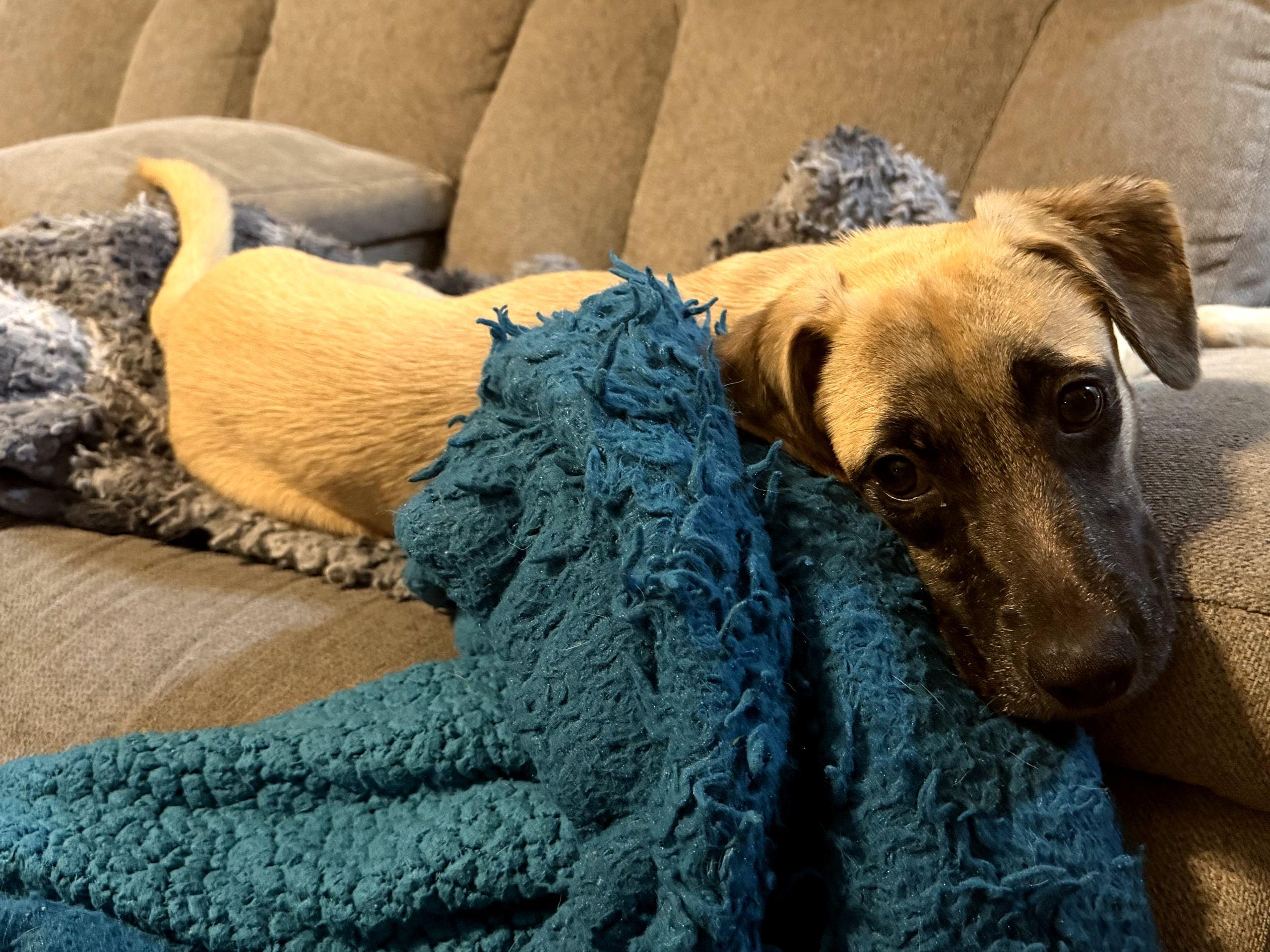 Enlarge Sugar - IN NJ, a ADOPTABLE mixed breed in Willington, CT image 3/6