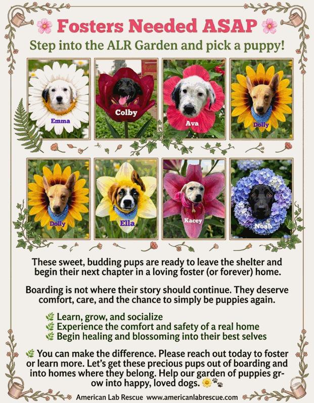 Enlarge Sugar, a ADOPTABLE mixed breed in Willington, CT image 4/4