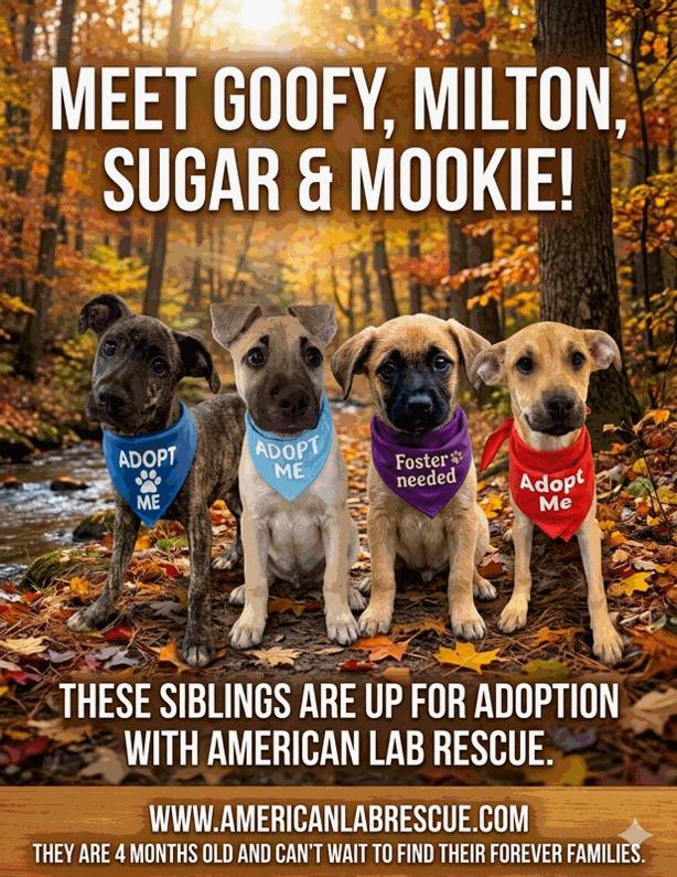 Enlarge Sugar - Foster Needed!, a ADOPTABLE mixed breed in Willington, CT image 4/6