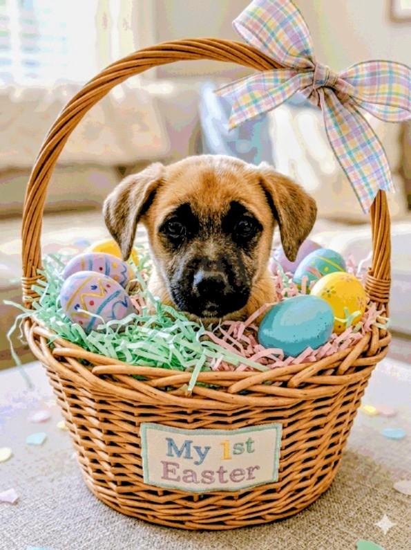 Enlarge Sugar, a ADOPTABLE mixed breed in Willington, CT image 2/4