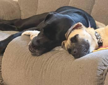 Enlarge Sugar - IN NJ, a ADOPTABLE mixed breed in Willington, CT image 5/6
