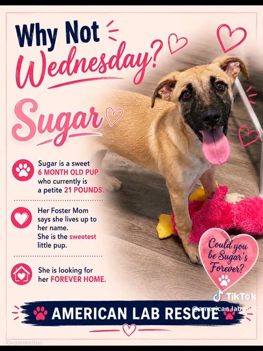 Enlarge Sugar - IN NJ, a ADOPTABLE mixed breed in Willington, CT video 6/6