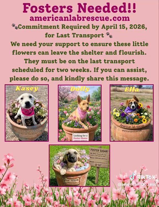 Enlarge Sugar - Foster Needed!, a ADOPTABLE mixed breed in Willington, CT video 6/6